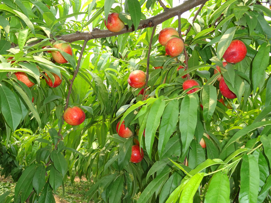 生態(tài)油桃
