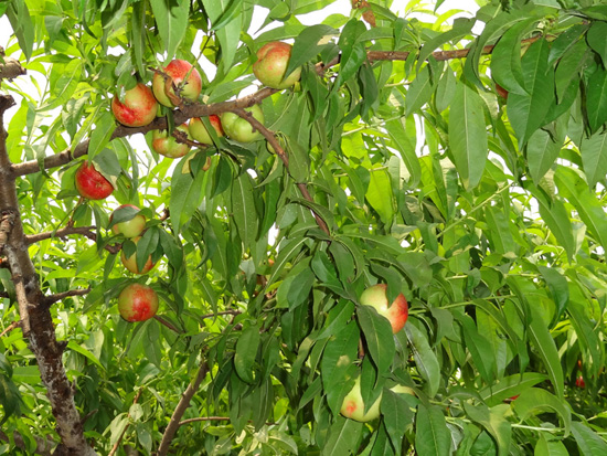 生態(tài)油桃