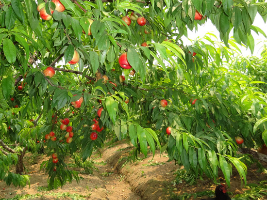 生態(tài)油桃