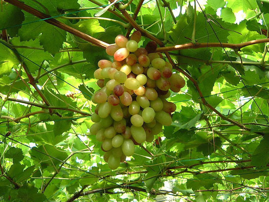 生態(tài)葡萄