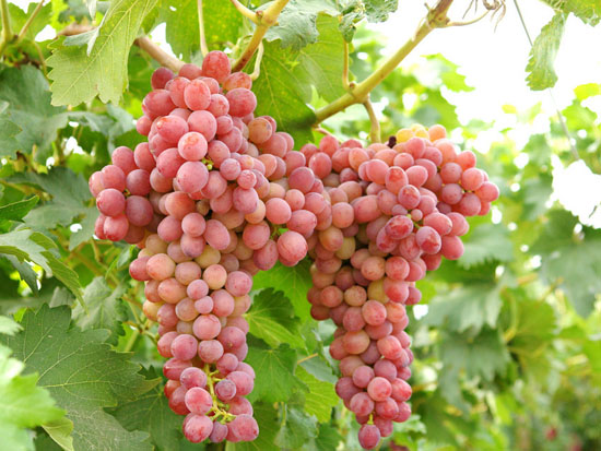 生態(tài)葡萄