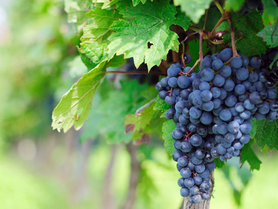 生態(tài)葡萄
