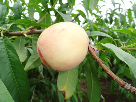 生態(tài)水蜜桃