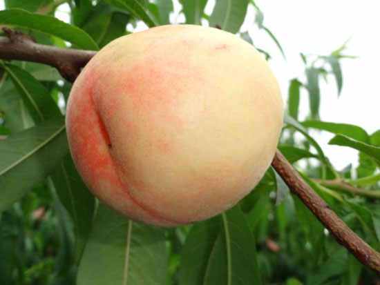 生態(tài)水蜜桃