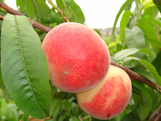 生態(tài)水蜜桃