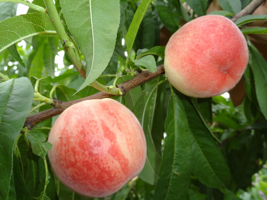 生態(tài)水蜜桃