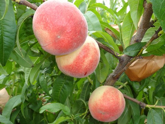 生態(tài)水蜜桃