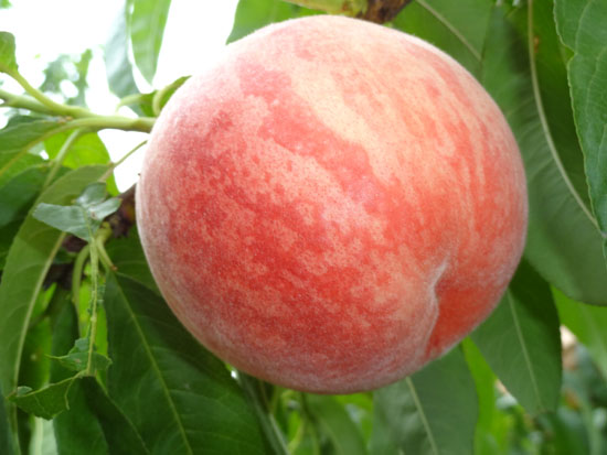 生態(tài)水蜜桃