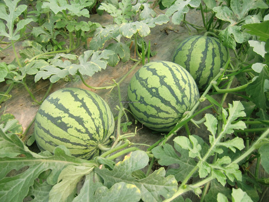 生態(tài)西瓜